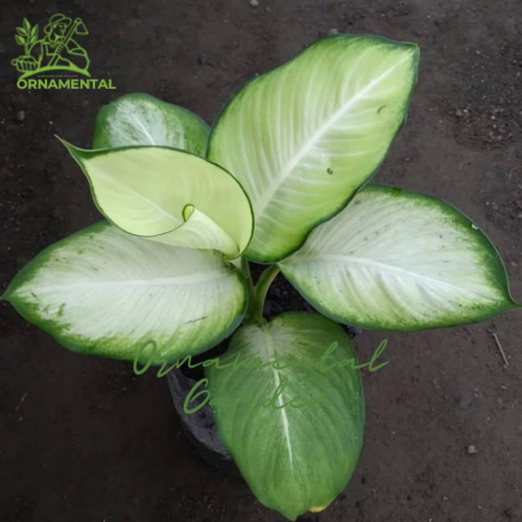 Tanaman hias aglonema Bangko tisu dewasa bagus