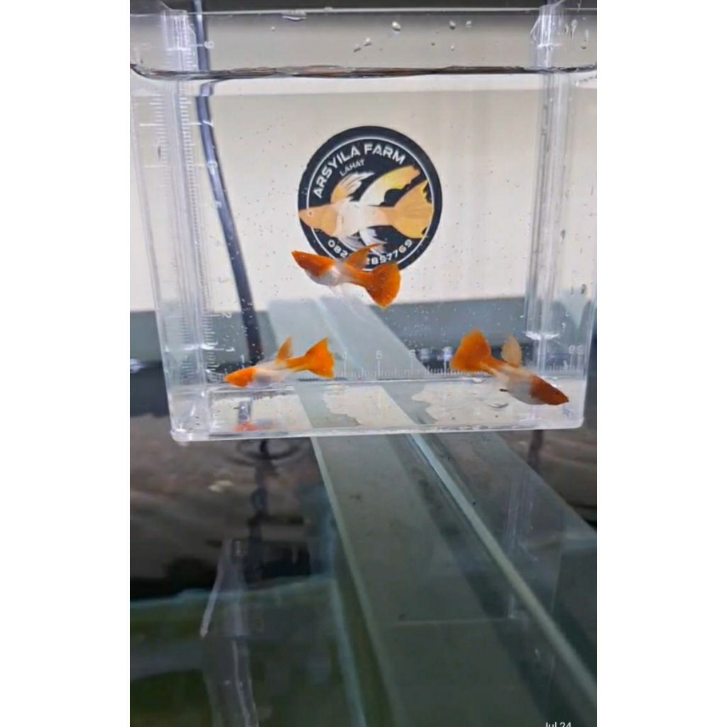 Guppy Albino Koi Ribbon Sharkfin