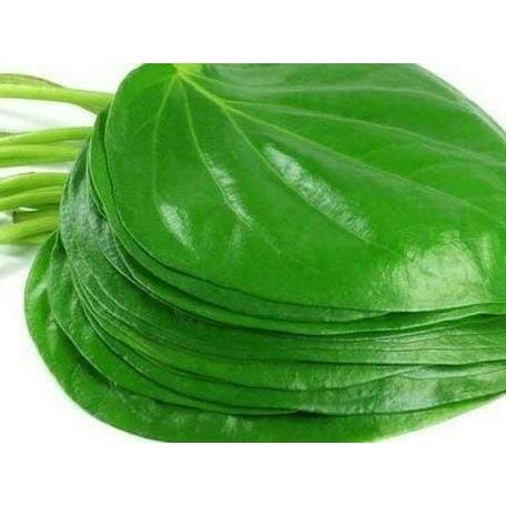 

Daun Sirih Hijau Per Lembar -LK Store