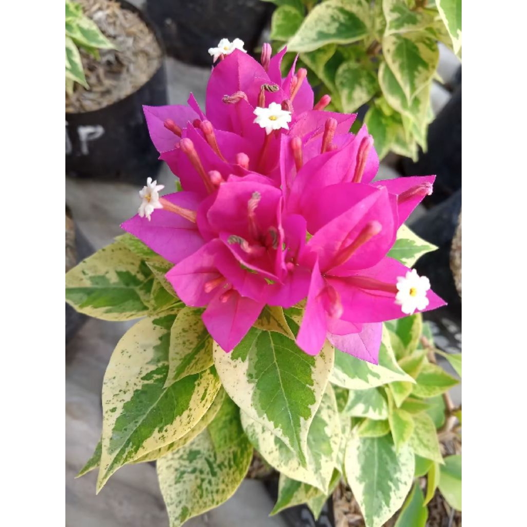 Tanaman Hias Bougenville Singapore Jewel Pink