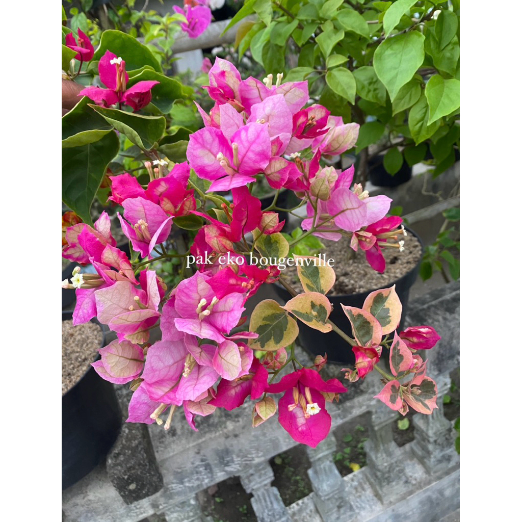 Bougenville citra Thailand