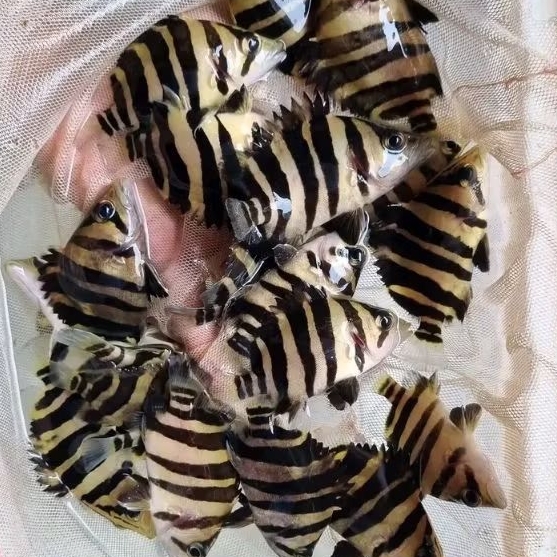 DATZ SUMATERA SZ 10-11CM