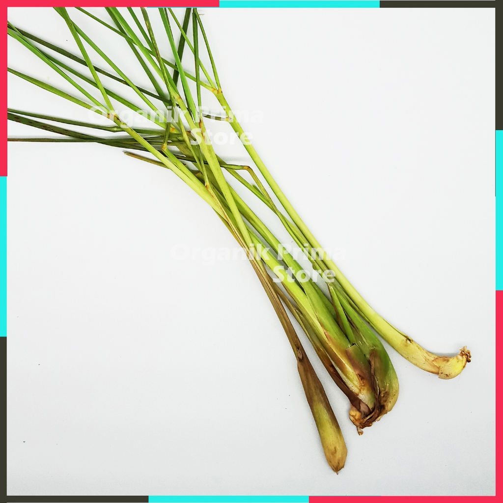 

Sereh Segar 500gr Serai Asli Bersih dan Organik