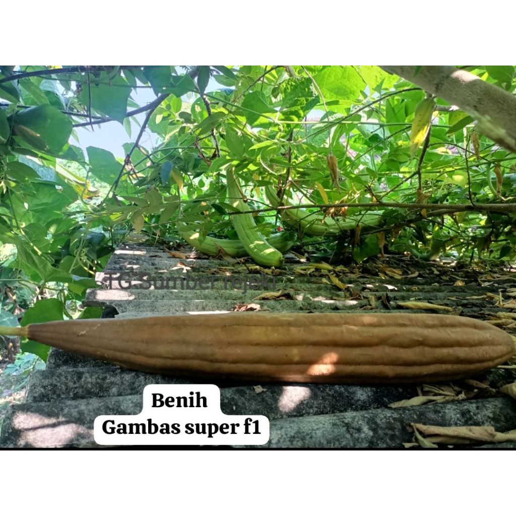 

Benih Gambas super f1