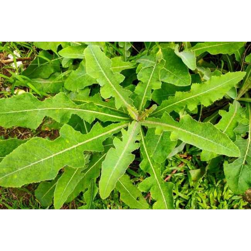 

daun tempuyung segar fresh langsung petik dari pohon per 1 lembar