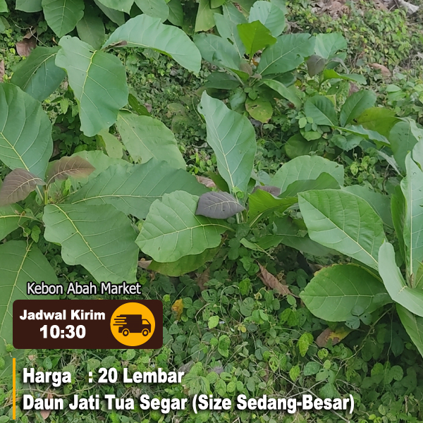 

Daun Jati Tua Segar Fresh 20 Lembar Langsung Petik Dadakan Obat Herbal Luka Bungkus Makanan Masakan Tradisional Kurang Lebih 500 Gram Hampir 1 Kg