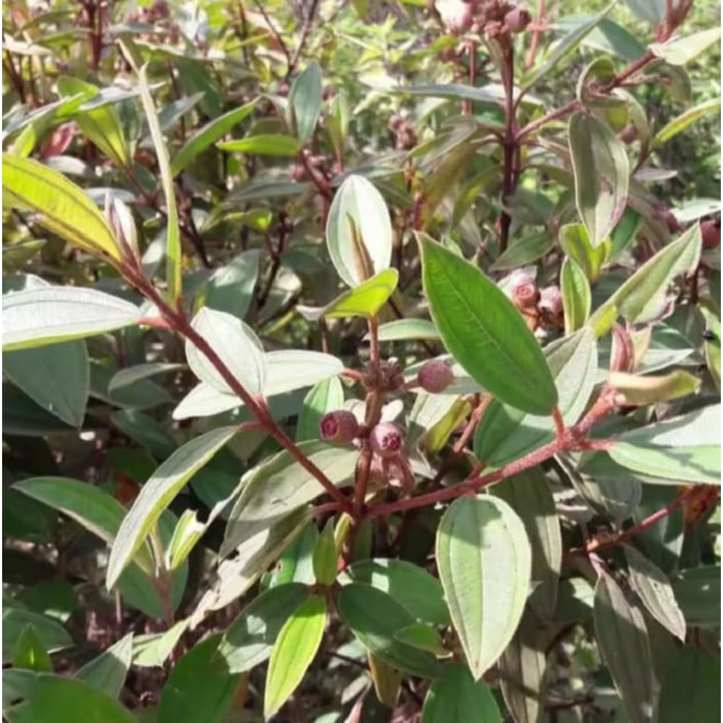 

daun harendong/senggani senduduk segar 500 gram