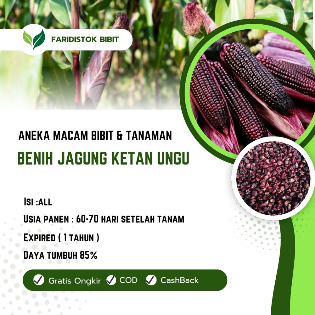 250 biji benih jagung pulut ungu kehitaman