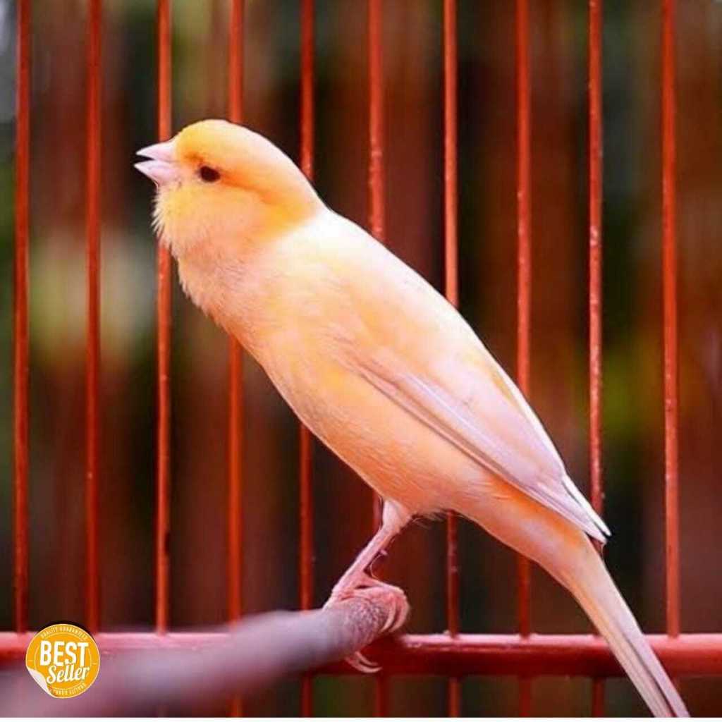 burung kenari gacor jantan dan betina siap ternak banyak pilihan