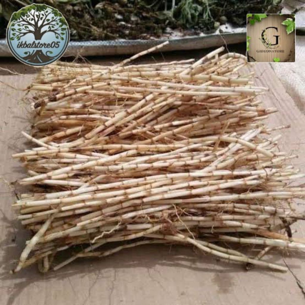 

Akar alang alang fresh segar 250g