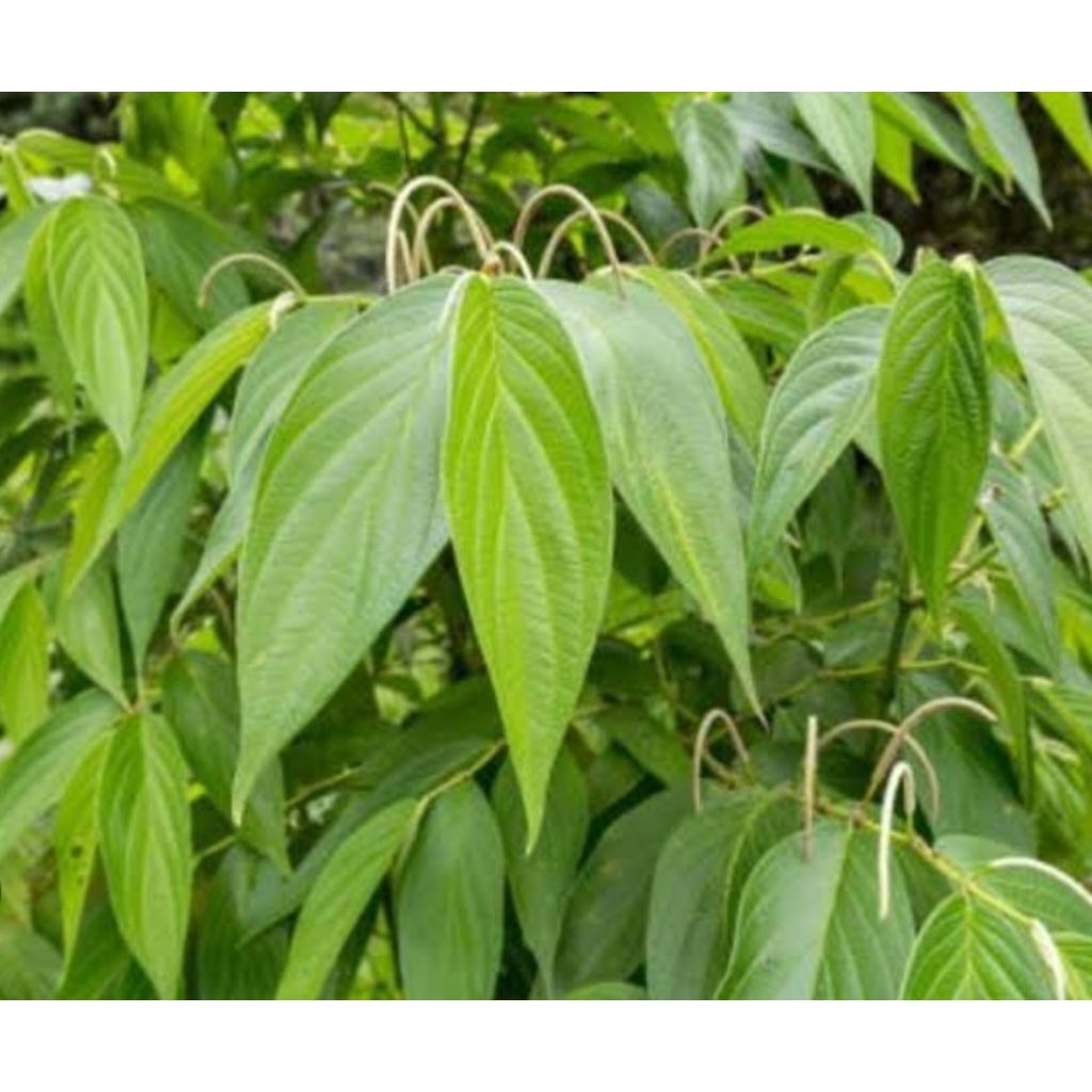 

Buah sirih hutan segar 50 gram alami