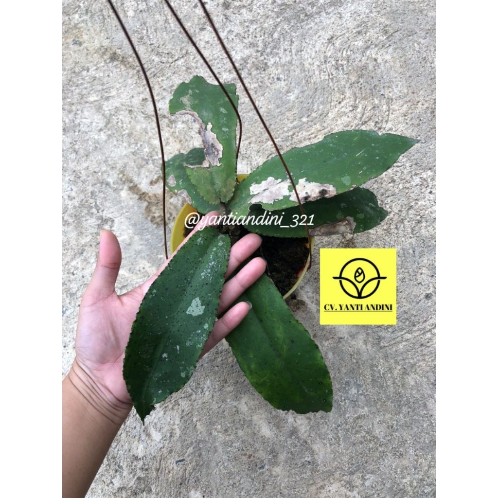 Hoya Undulata Kode - 3