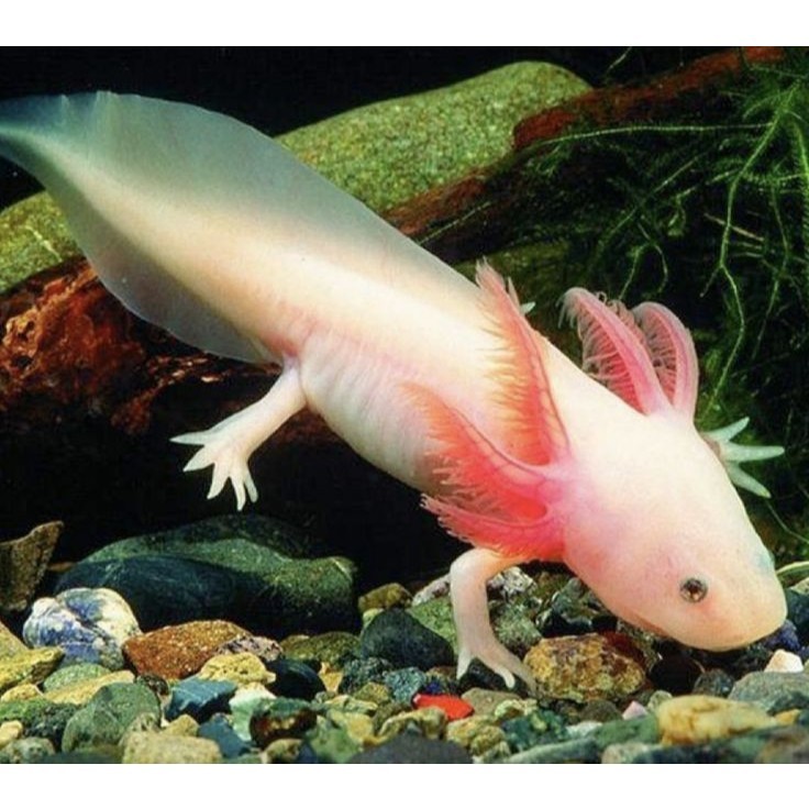 Axolotl Leucistic Albino White Body Pink Gills Black Eyes Bandung – Rare Exotic Collection