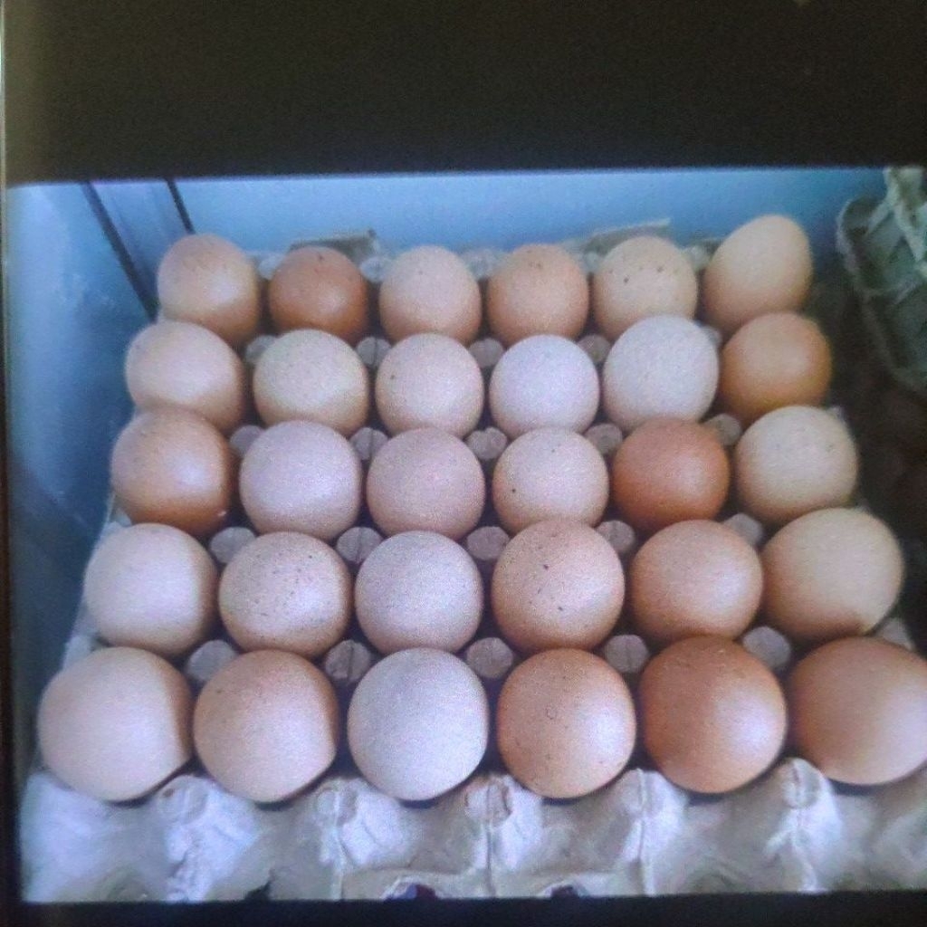 

Telur Ayam Super Jumbo 30 Butir