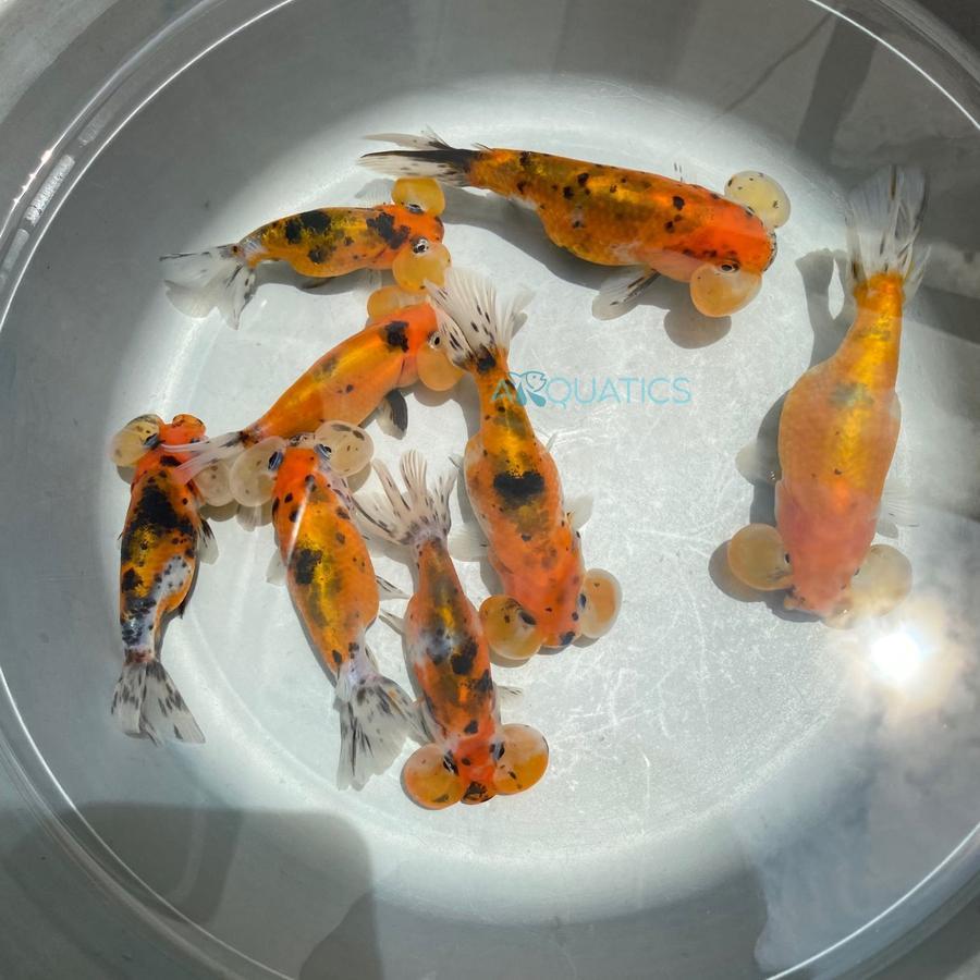 Mas Koki Bubble Eye Mata Balon Thailand Red White