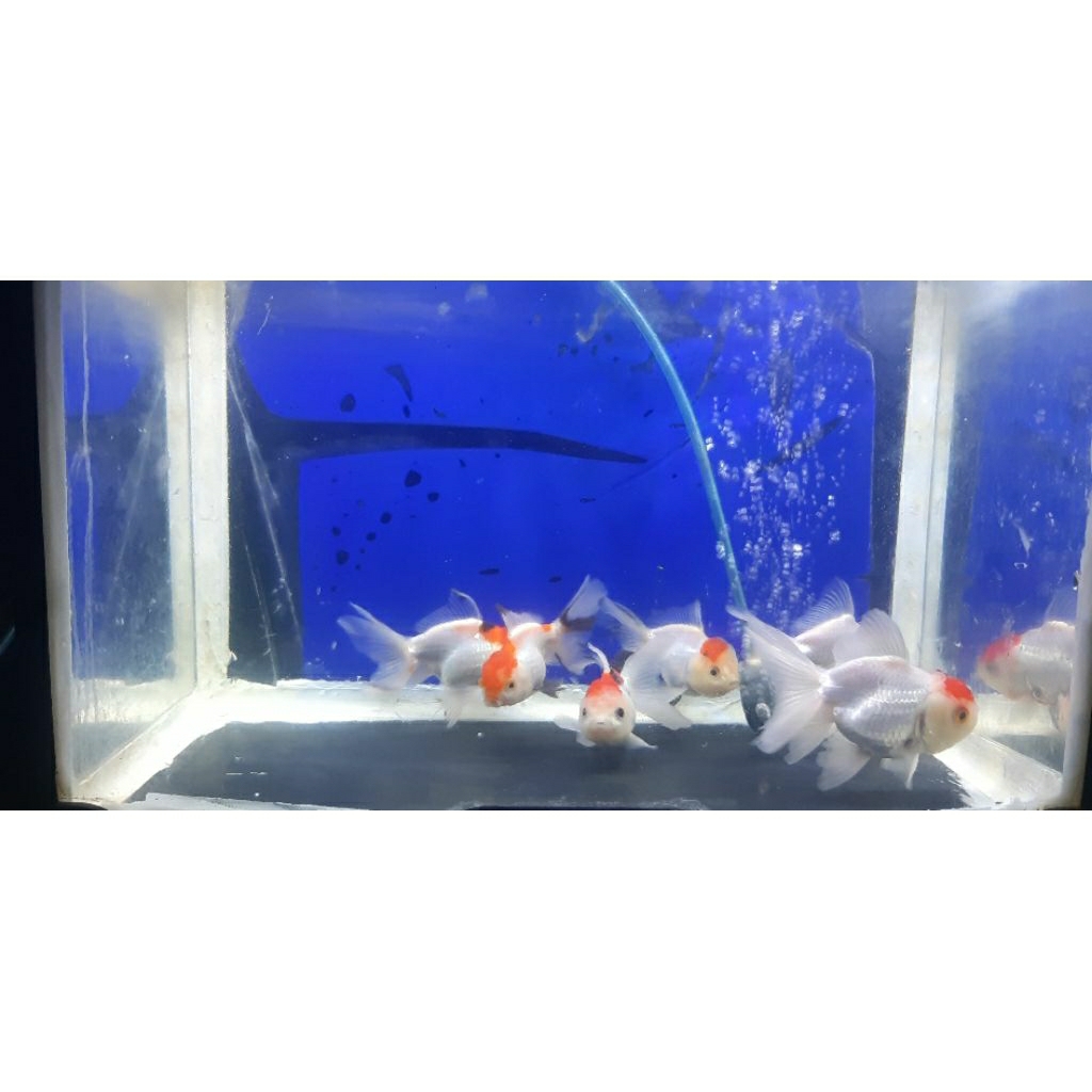 koki oranda red cup