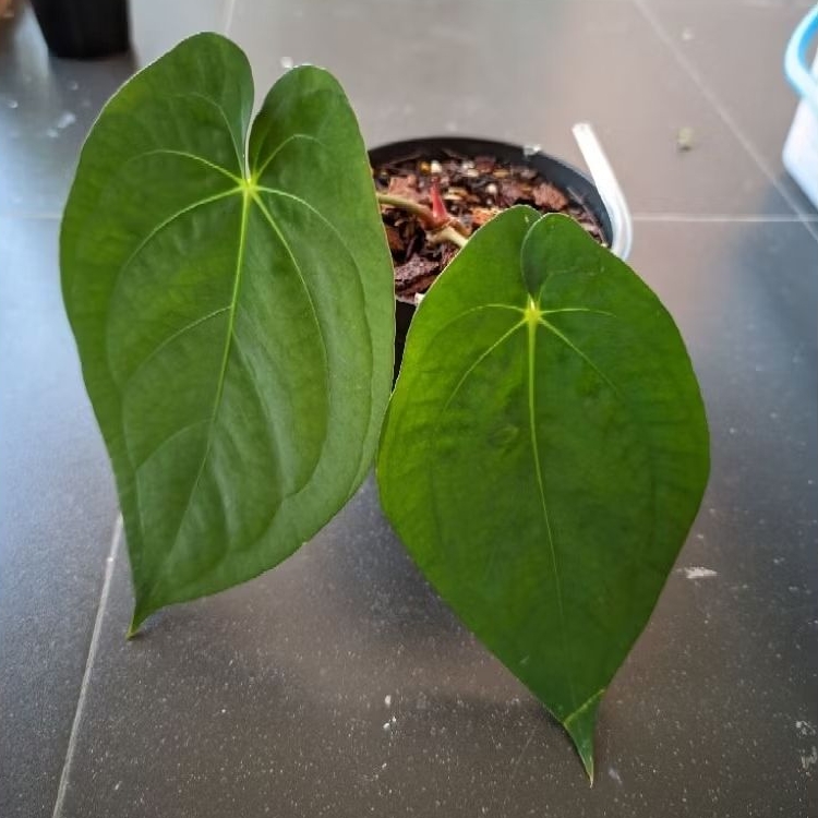 Anthurium Dark Phoenix Seed