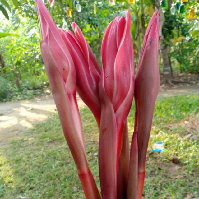 

combrang merah kuncup 250gr