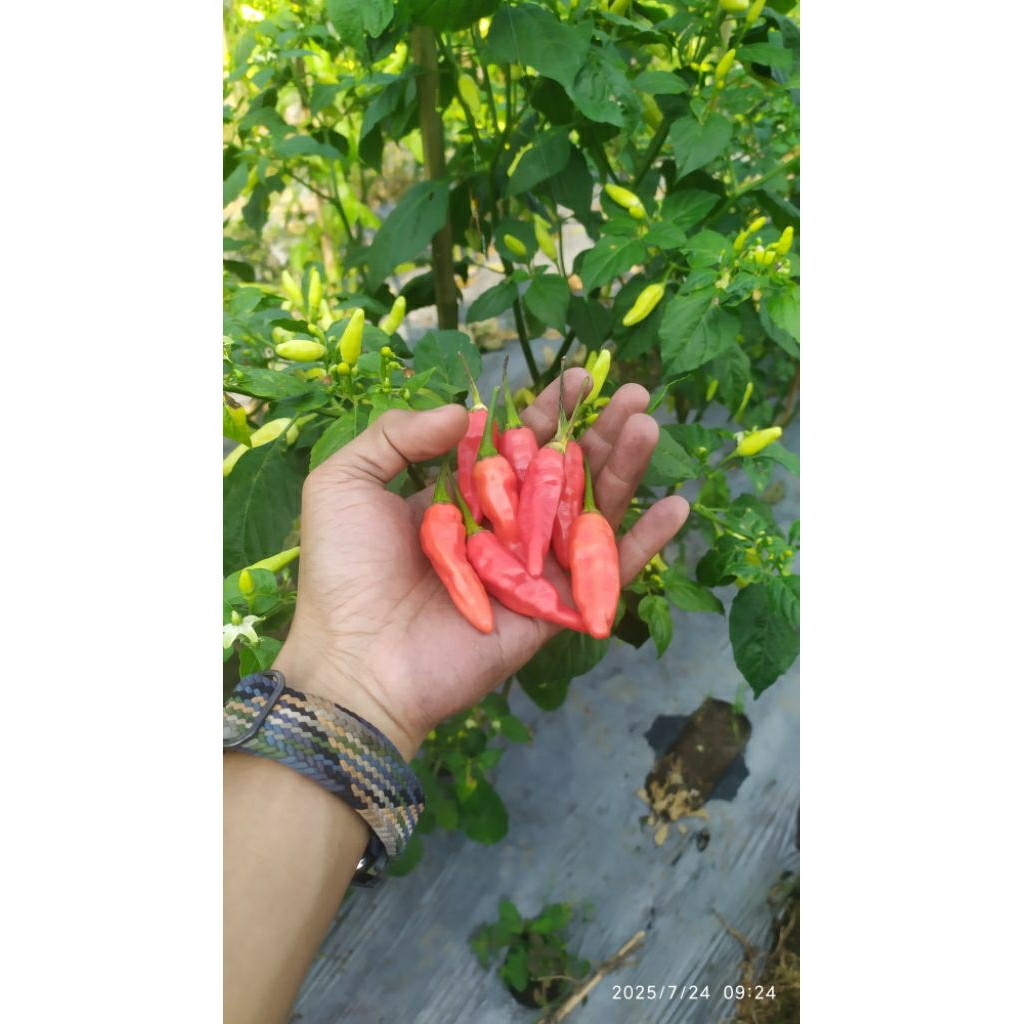 

Cabai Rawit Merah Segar langsung petik dari pohon | 250 gram