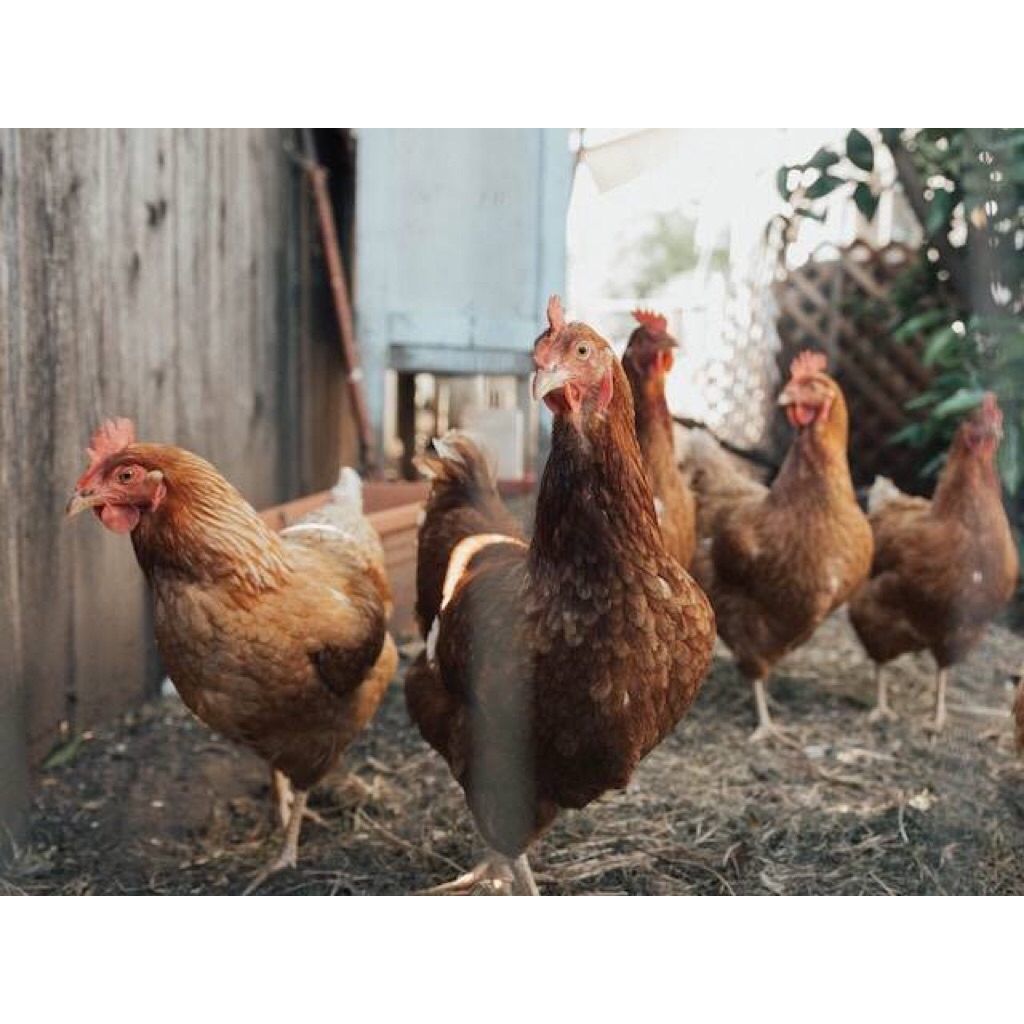 

daging segar ayam kampung organik