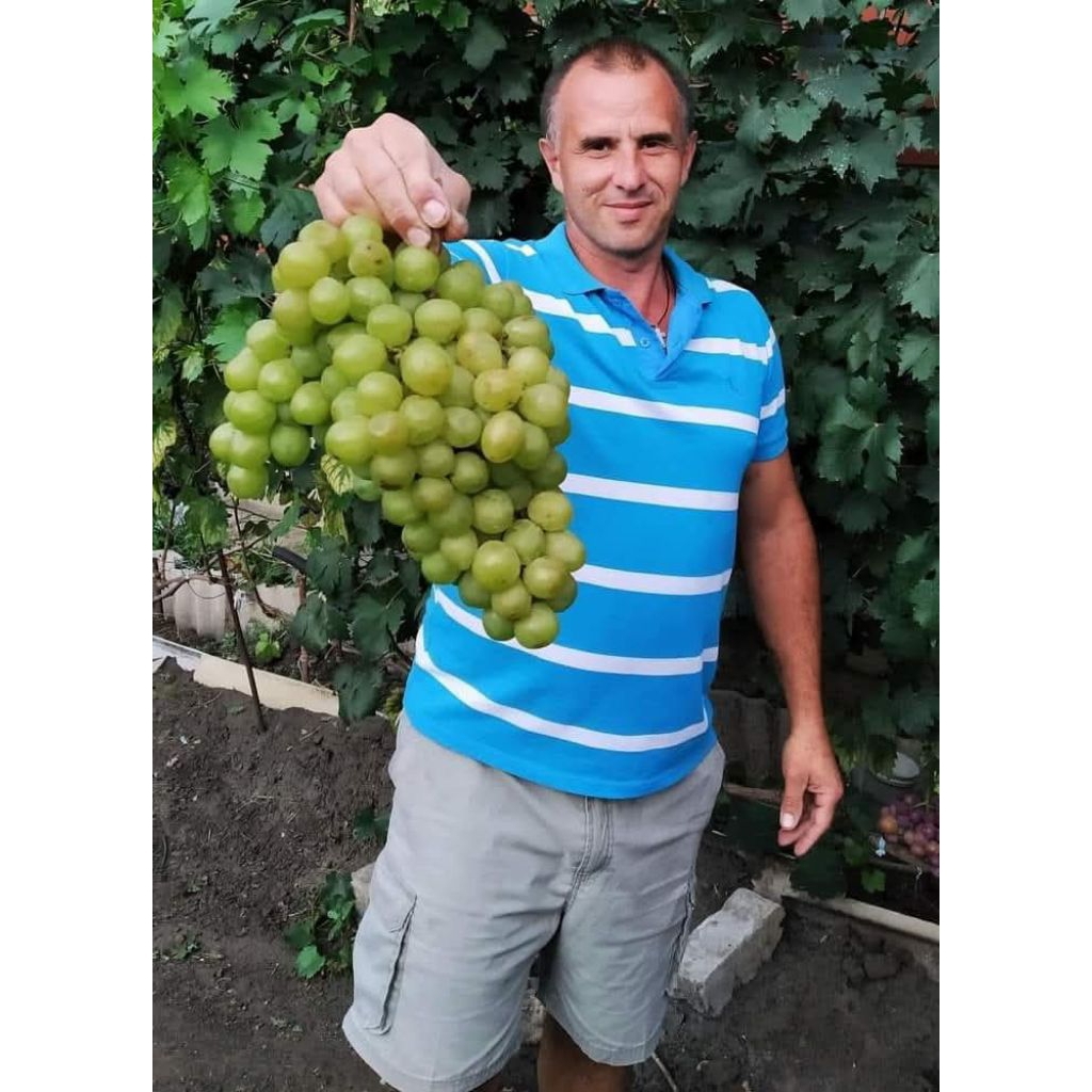 

bibit anggur varian slava Ukraina