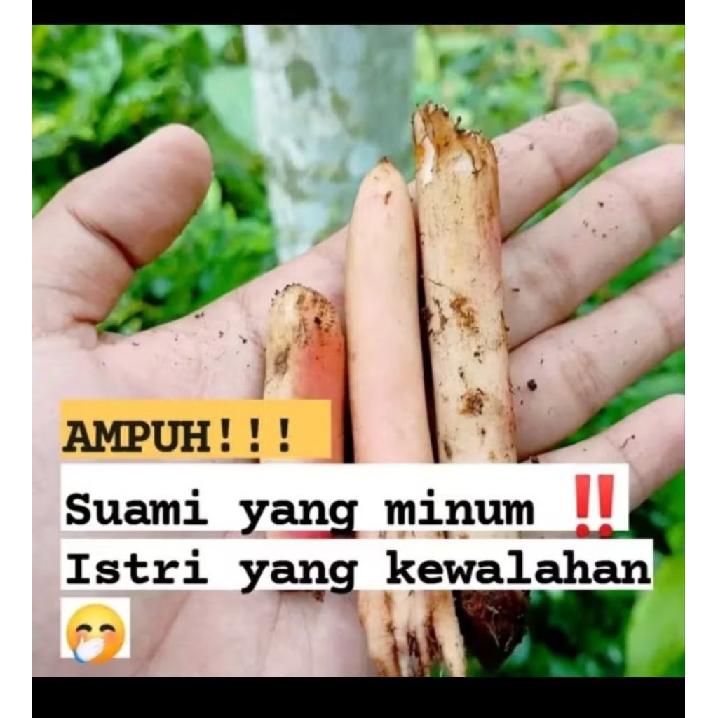 

AKAR PINANG 500 GRAM