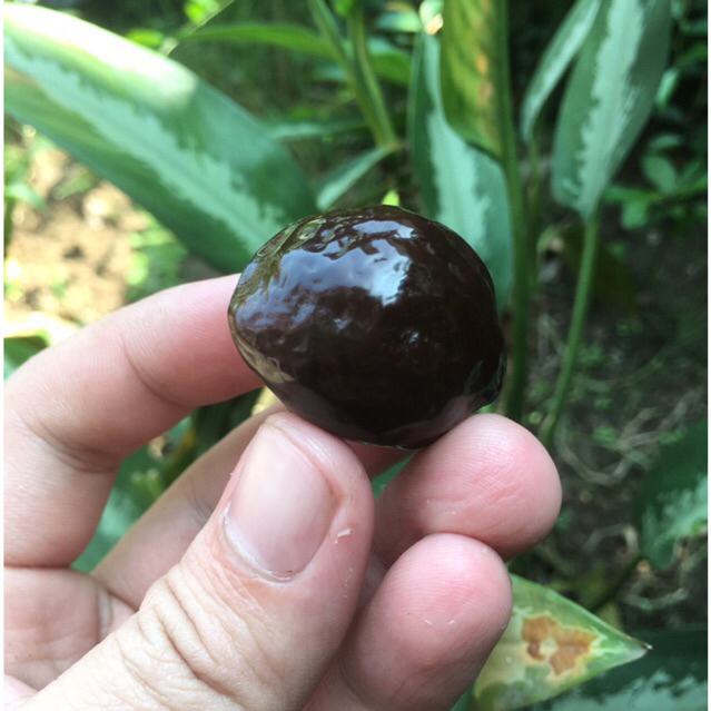 Muncang/kemiri adu ETI ori