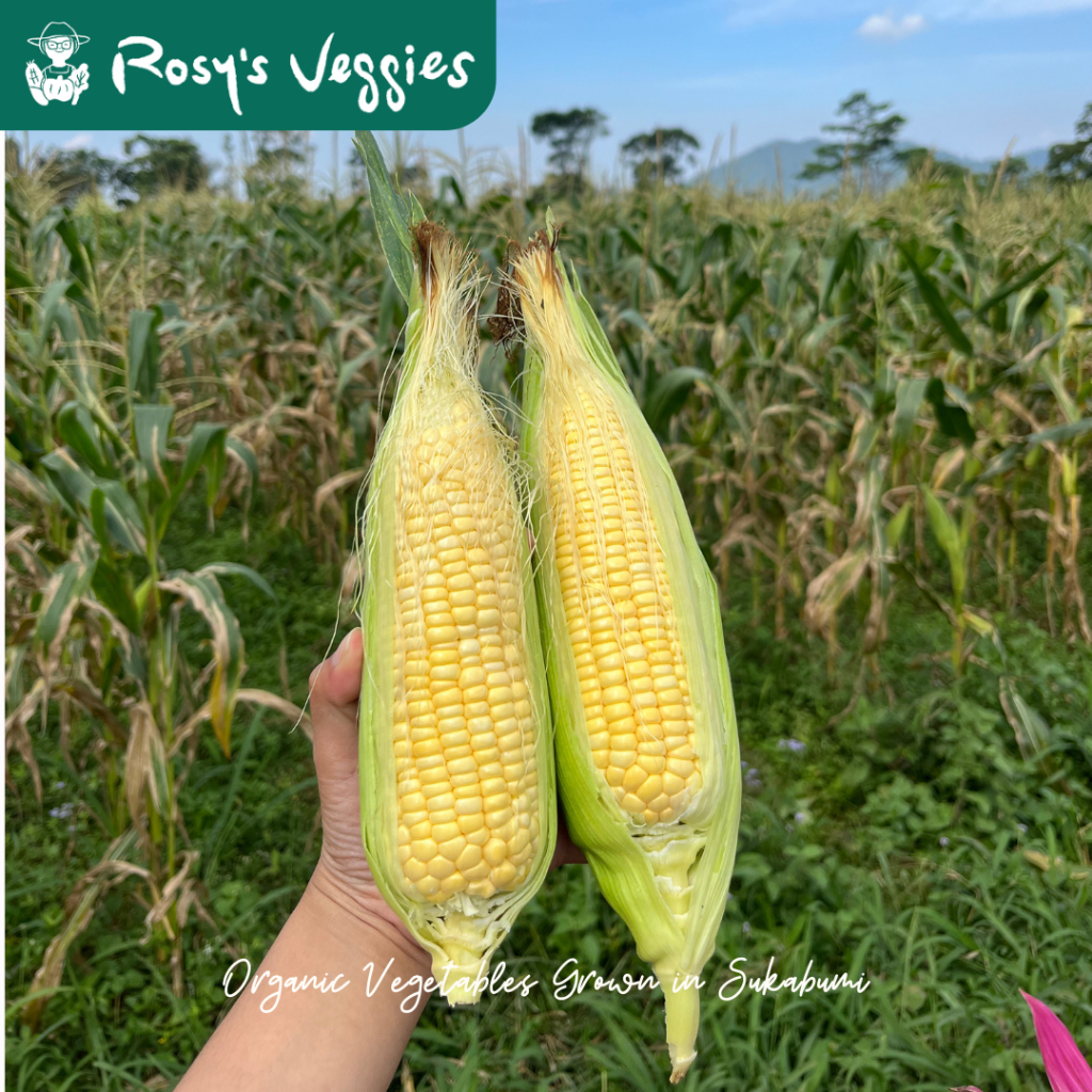 

Jagung Manis Organik | 500 gr