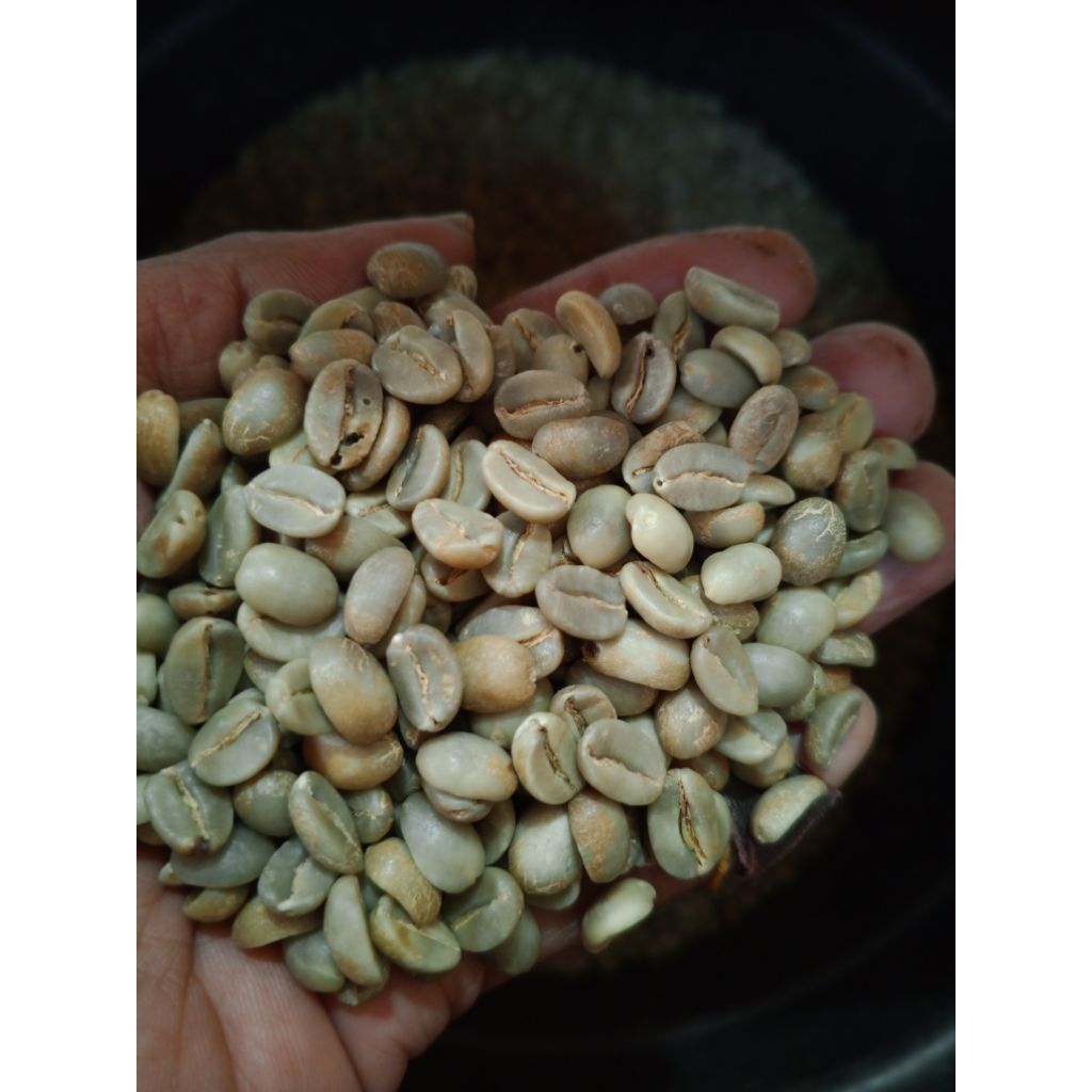 

ArabicaGreenBeanNaturalGunungSindoroTemanggungJawaTengahGradeA