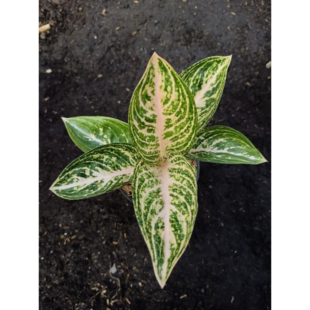 Aglonema Widuri Putih ( Wiput )