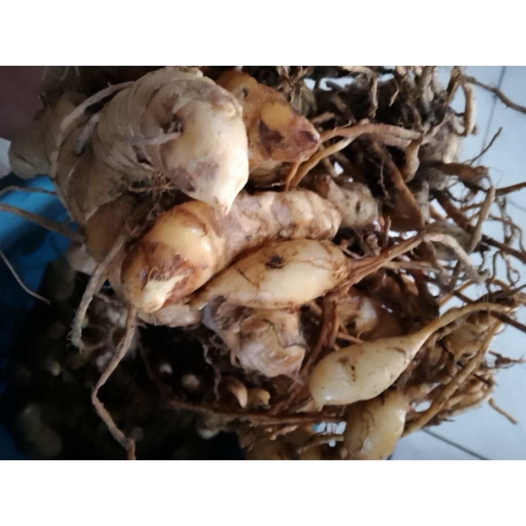 

Kunyit Putih Natural product 500 Gram