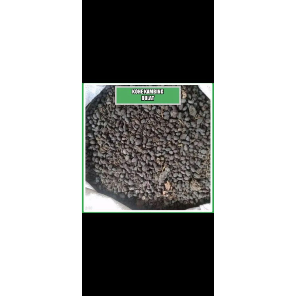 Rabuk kotoran kambing cocok untuk buat tanaman bunga dan lain-lain agar tanaman semakin subur