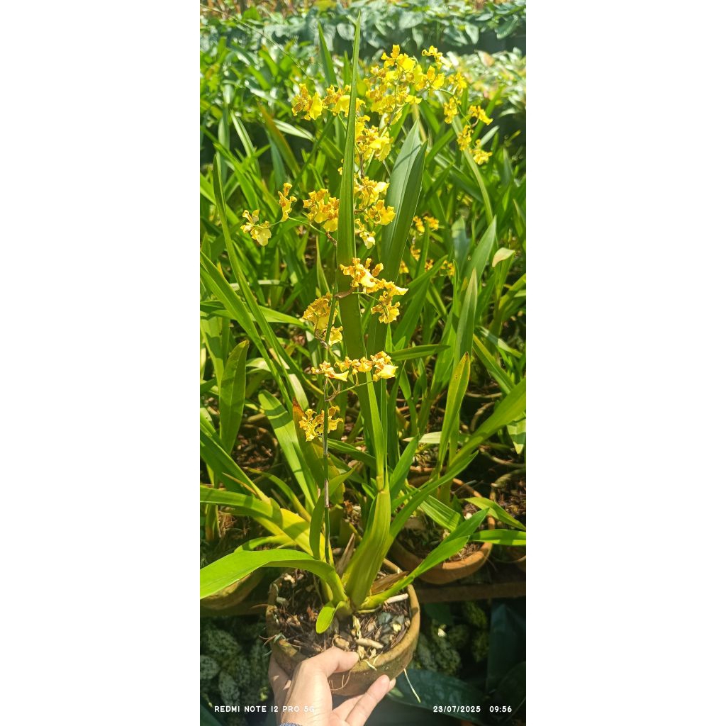 Anggrek Oncidium Americana