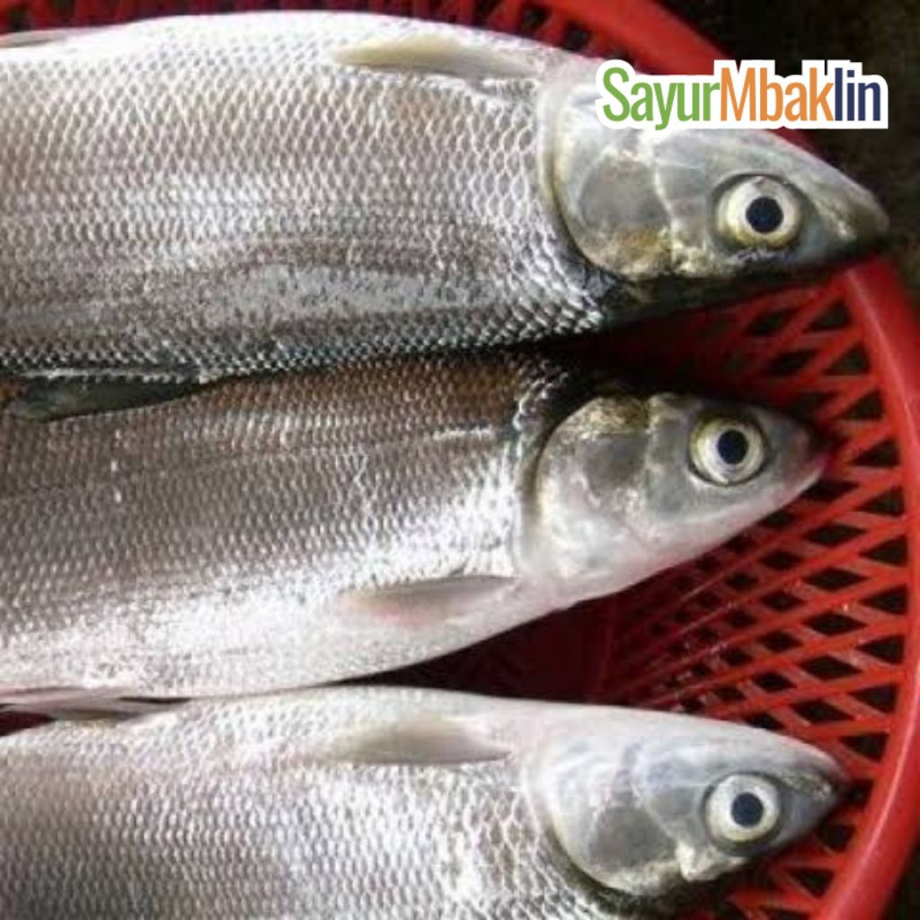 

Ikan Bandeng Segar 400- 500g Bandeng Tanpa duri Sayurmbakiin