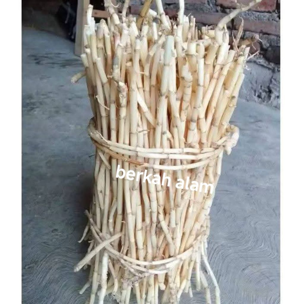 

akar alang alang segar murah berkualitas