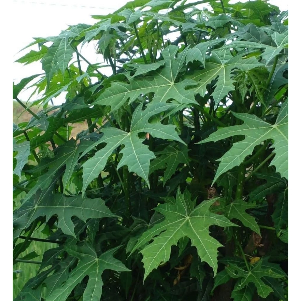 

Daun Pepaya jepang Segar 250gram