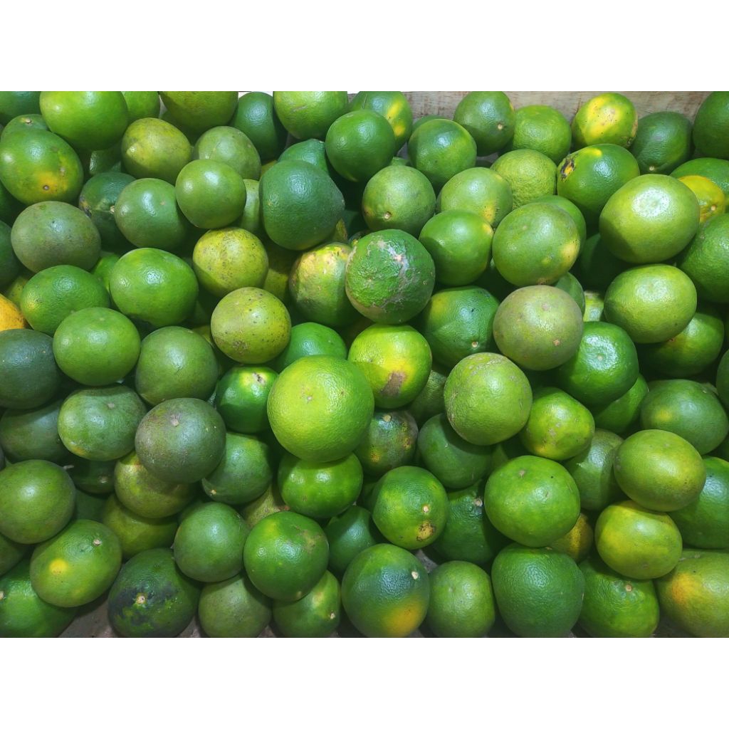 

Jeruk Baby Lokal Sragen/Jeruk Baby Jawa