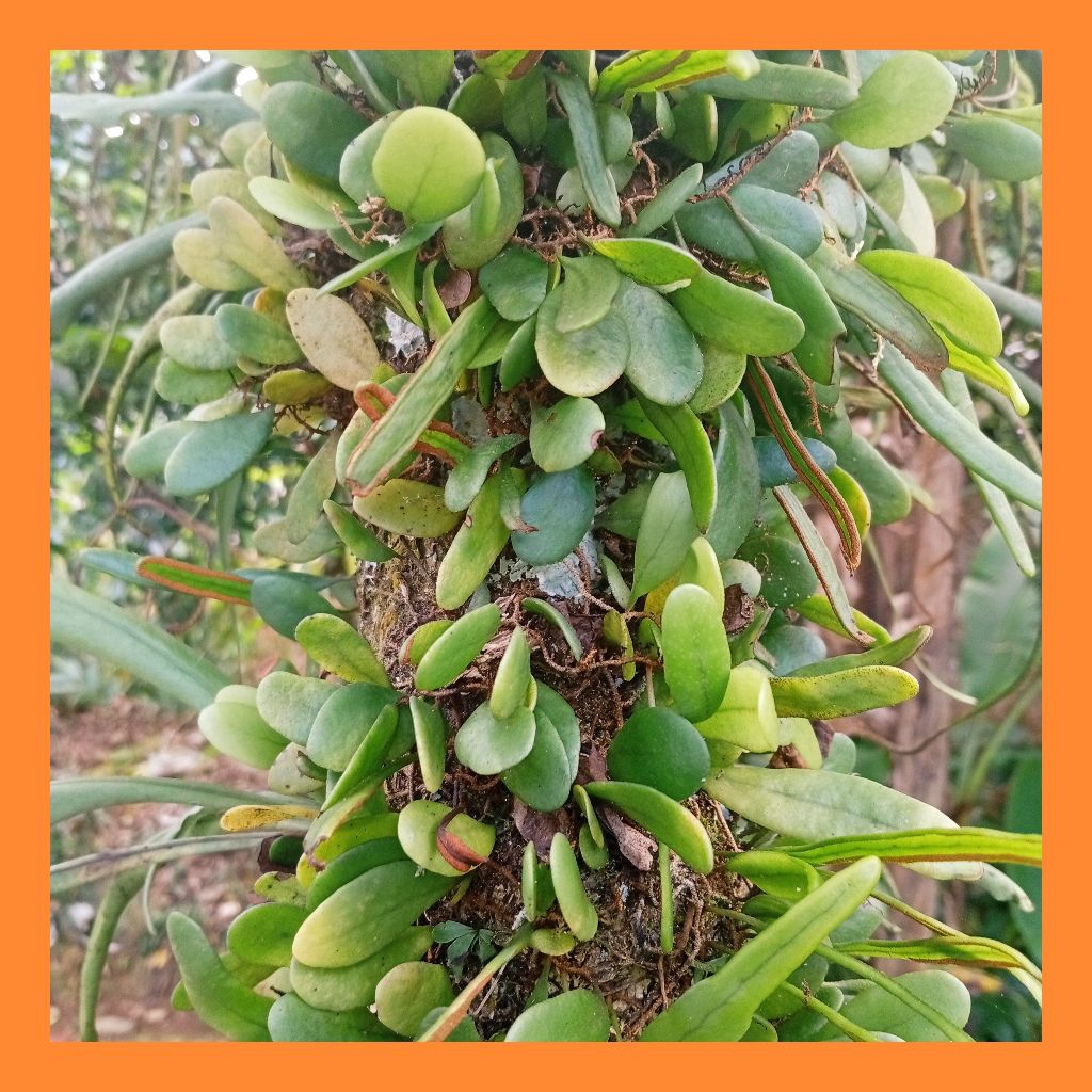 

Daun sisik naga picisan segar 250gram ekor naga