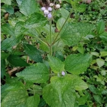 

Daun Bandotan 250gram