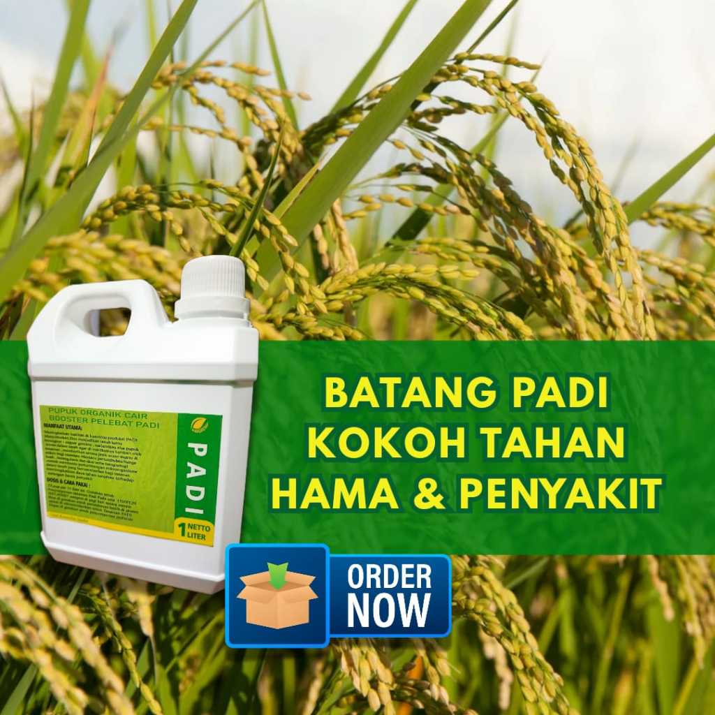 Oppashop_ Pupuk Padi Pupuk Cair Pelebat Padi Pupuk Organik Padi Pupuk Memperbanyak Anakkan Padi