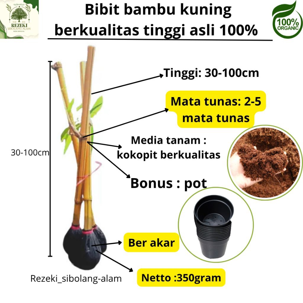 Bibit Bambu Kuning Artificial - siap kirim