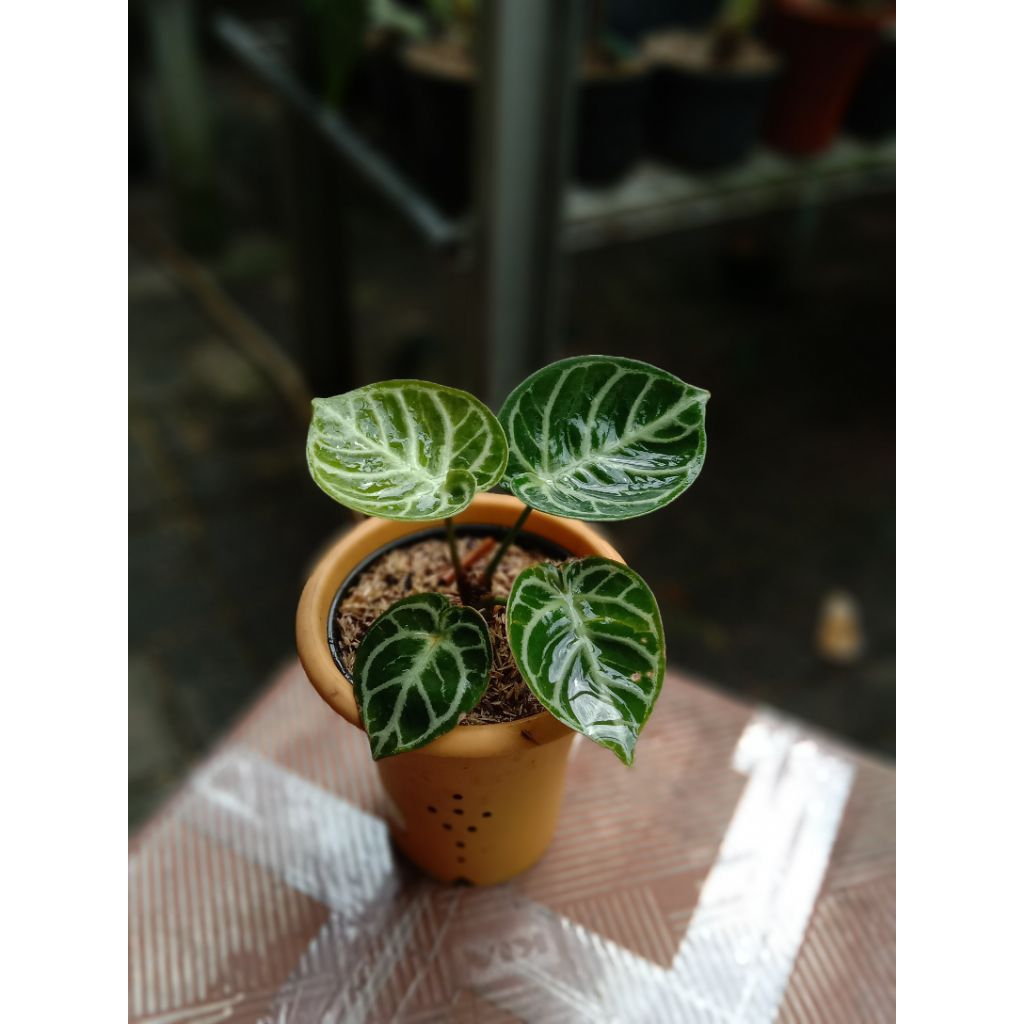 anthurium Dorayaki mangkok