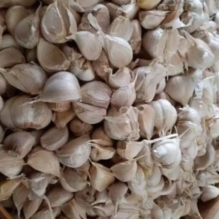 

bawang kating 1 kg