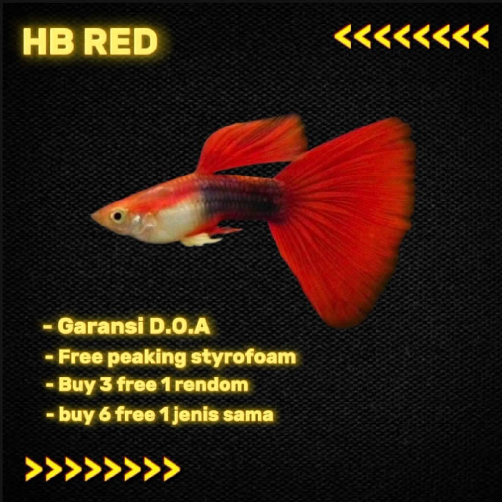 obat ikan guppy_Blonde Hb red delta tail