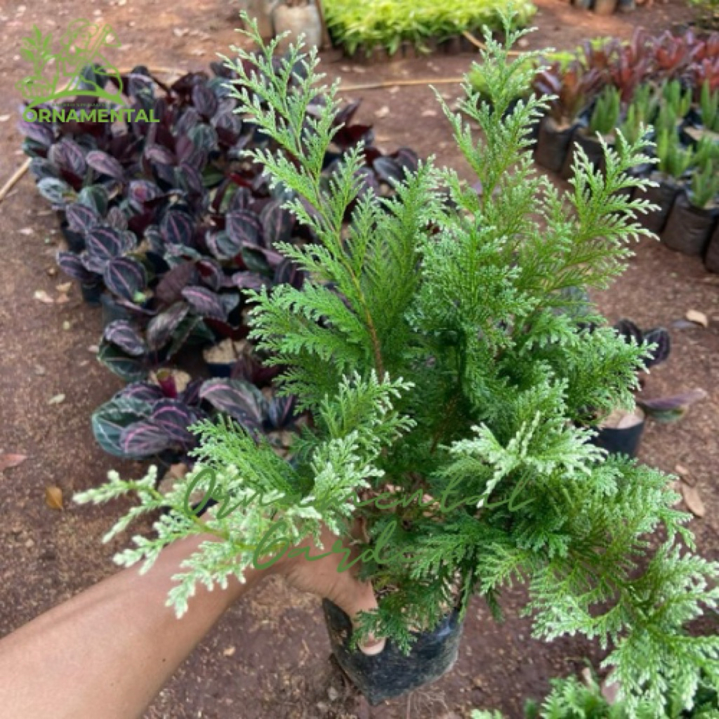 Tanaman hias cemara inoki hijau dewasa