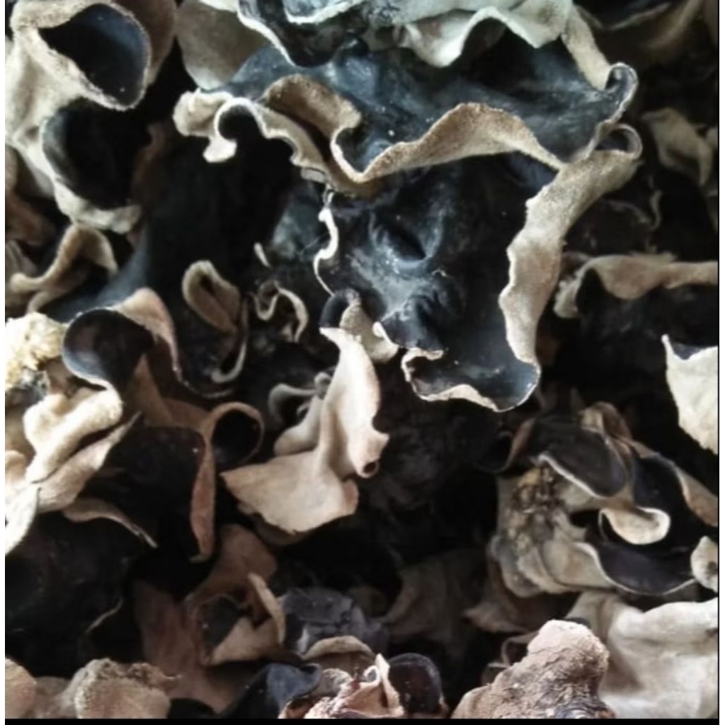 

Jamur kuping kering grade A 100gr