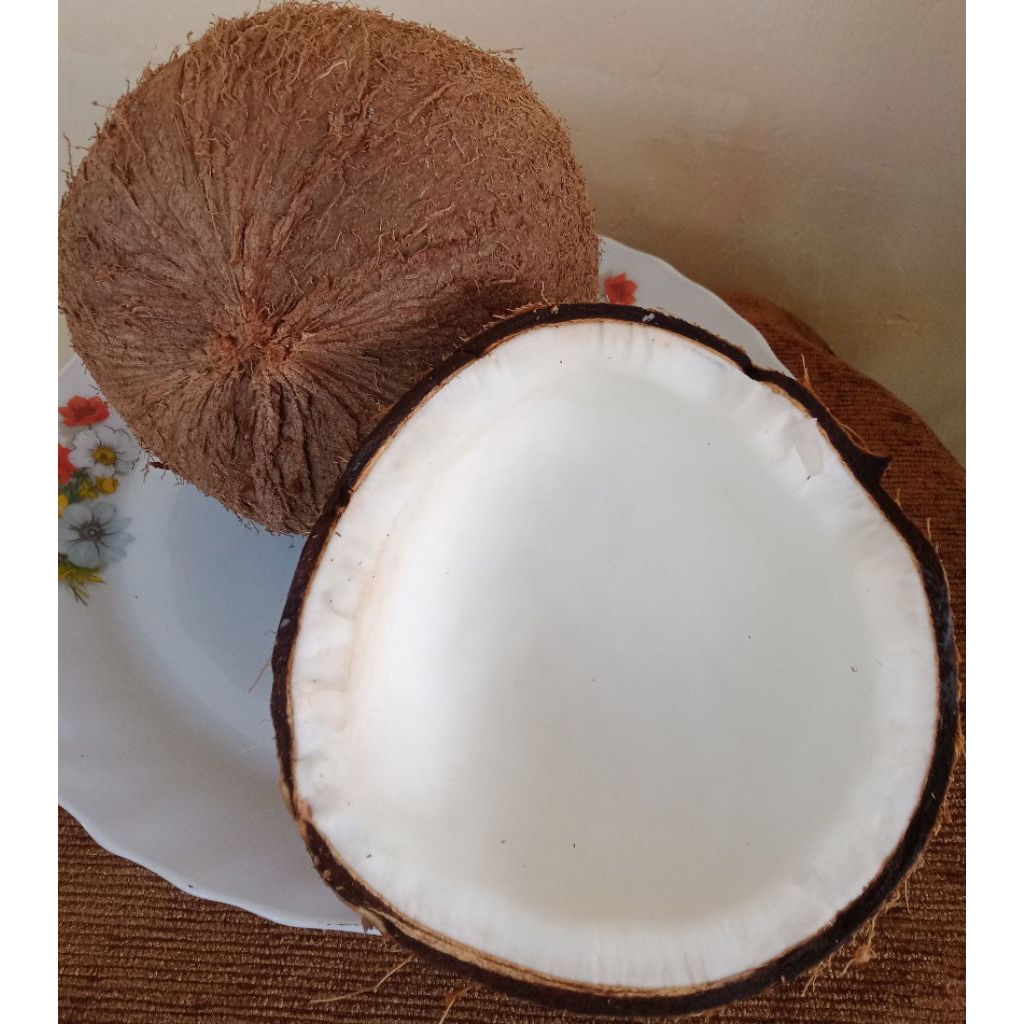 

Kelapa Tua Segar Termurah/Kelapa Tua Utuh Kualitas Super