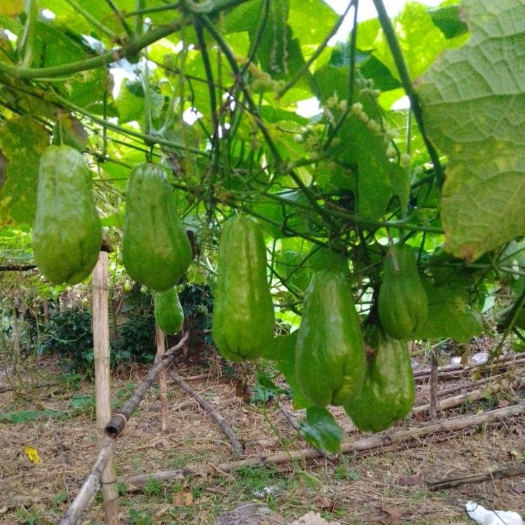 

sayur_murah2599:labu Siam segar murah tapi ga murahan