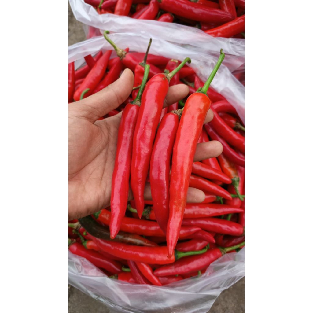 

CABE MERAH LOMBOK BESAR KHUSUS JATIM SAJA