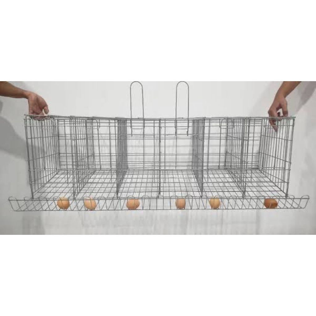 Kandang ayam petelur